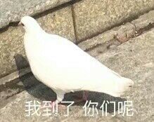 表情包 