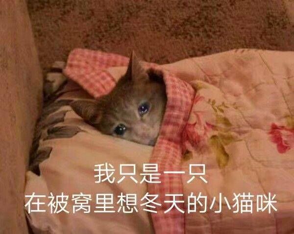 流泪猫猫头 猫咪表情包 冬天 被窝表情包