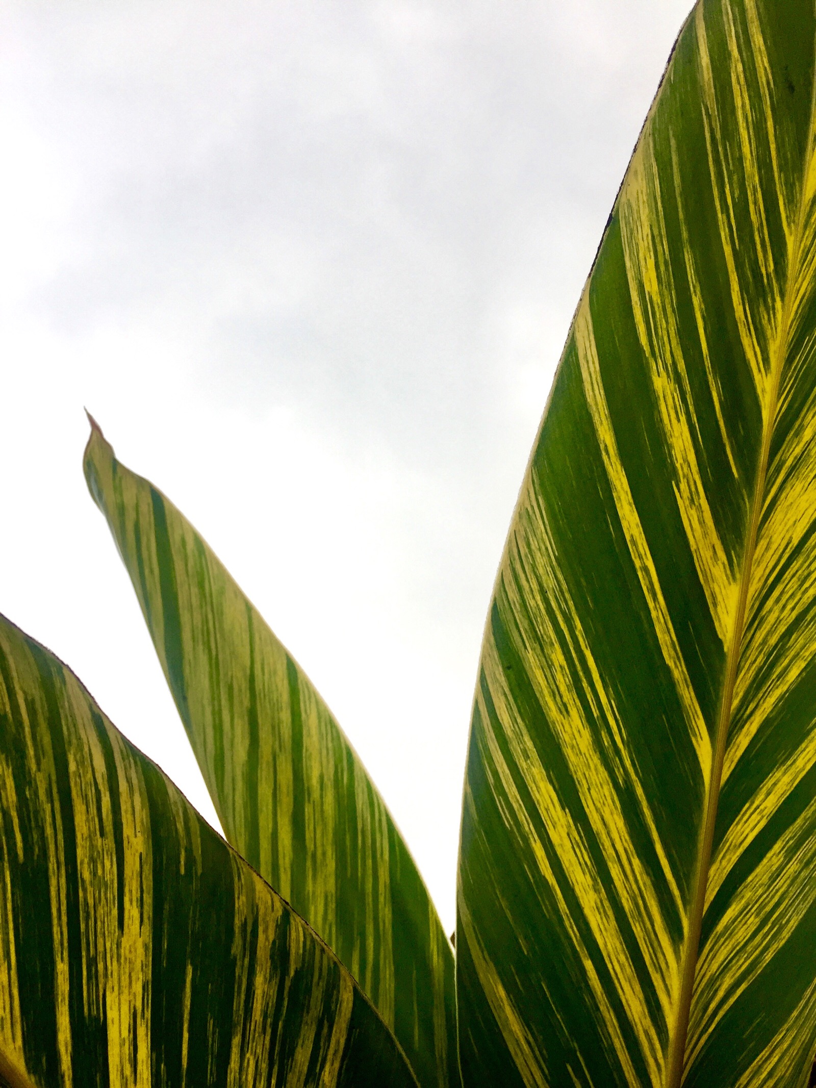 leaf-堆糖,美好生活研究所