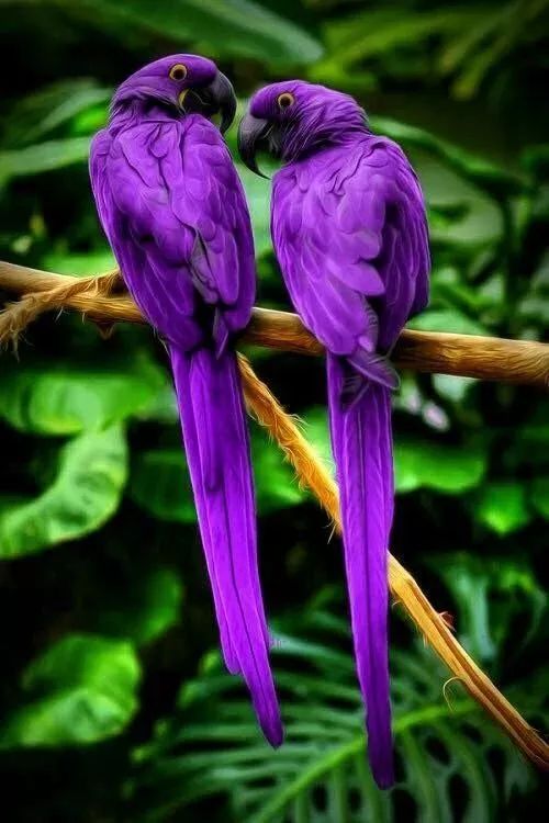 紫冒鹦鹉图片