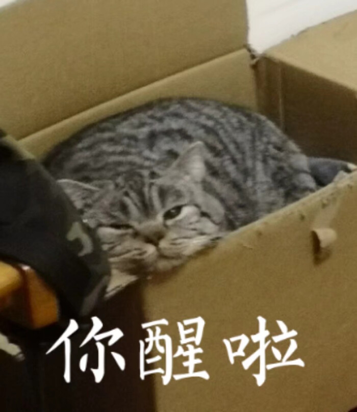 猫咪表情包