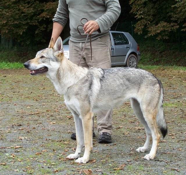 捷克狼犬新培育的犬种,由德国牧羊犬与喀尔巴阡山脉狄膜拜狼繁殖选育