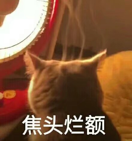 猫咪头像 表情包