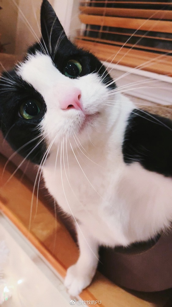 奶牛猫