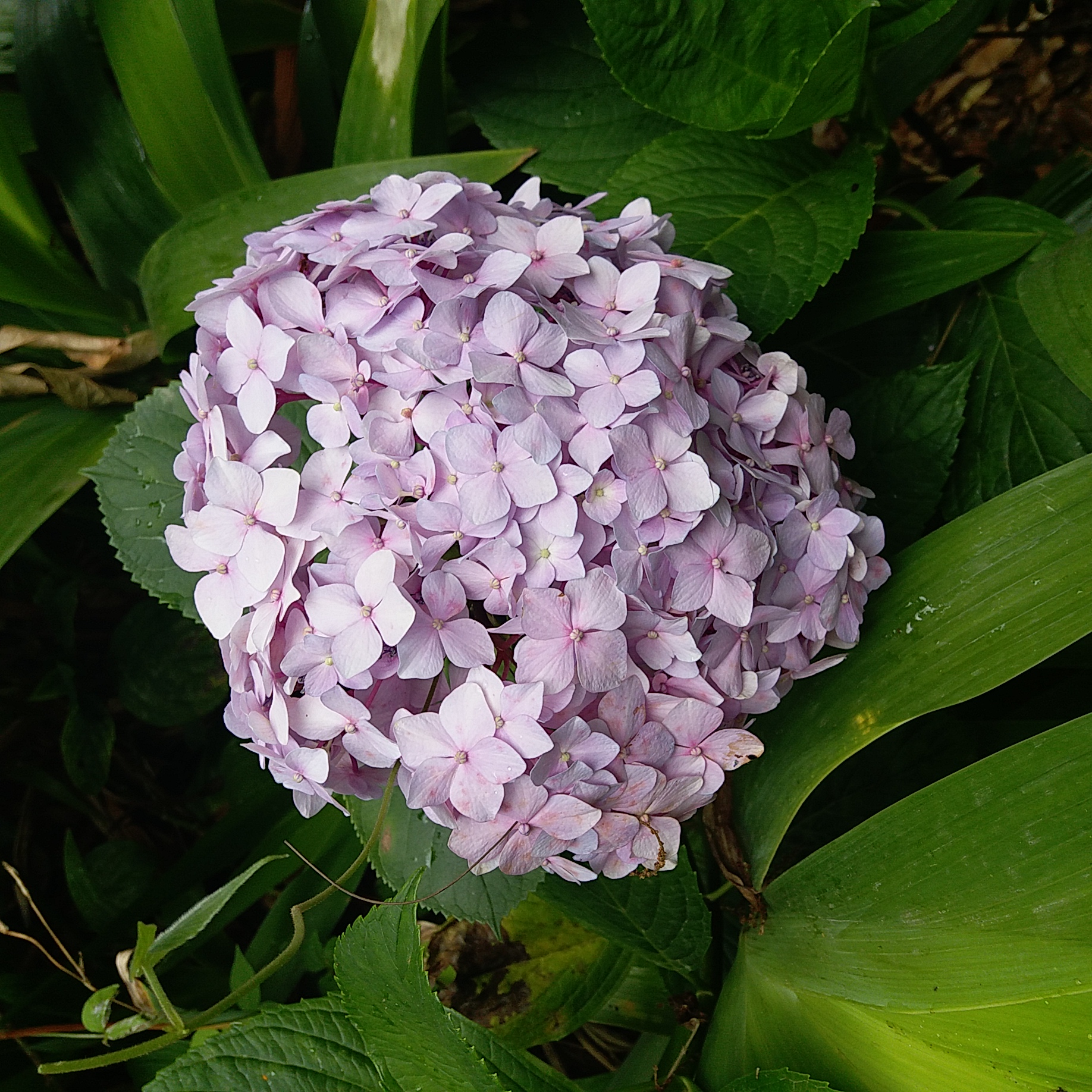 無盡夏,繡球花,八仙花,花海-堆糖,美好生活研究所