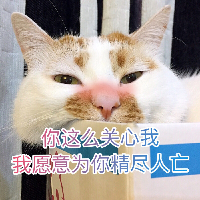 楼楼 猫 可爱 萌宠 表情包 头像 沙雕