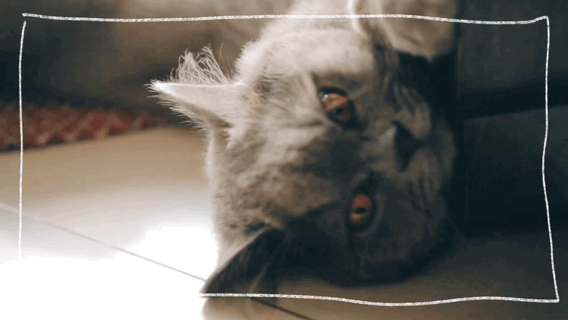 20191009103617_CK2fM.gif