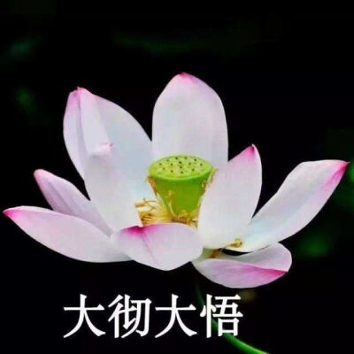 花我想开了