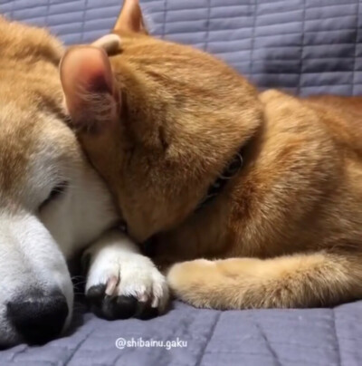 柴犬橘貓情侶頭像