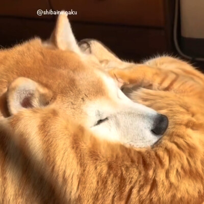 柴犬橘猫情侣头像